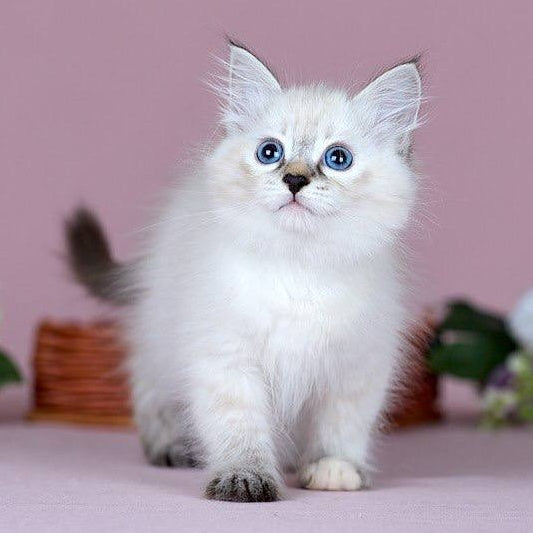 Juliet Siberian female, black with white tabby pointed