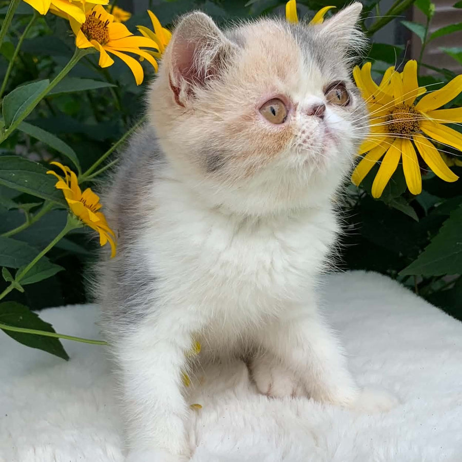Milashka Exotic female, blue tortie tabby bicolour