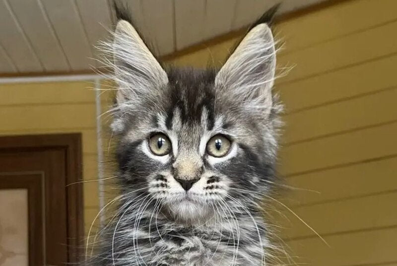 Infinity Maine Coon male black tabby - live animals
