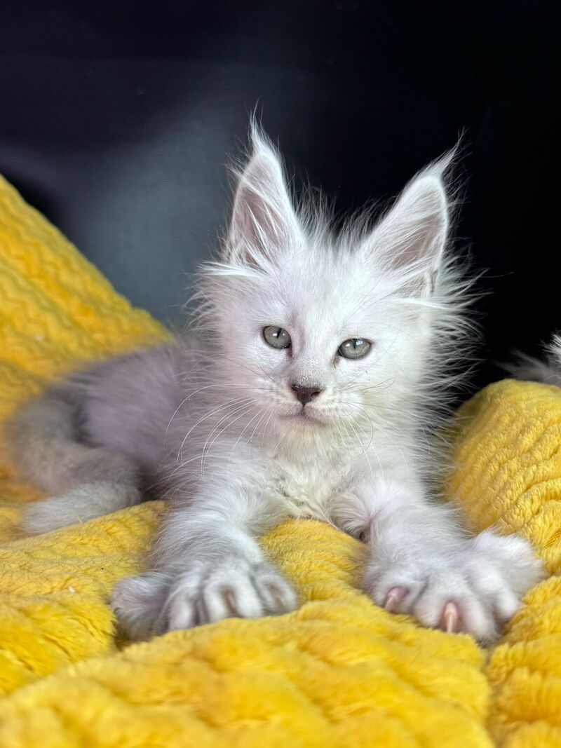 Adrian Maine Coon male black silver shaded - live animals