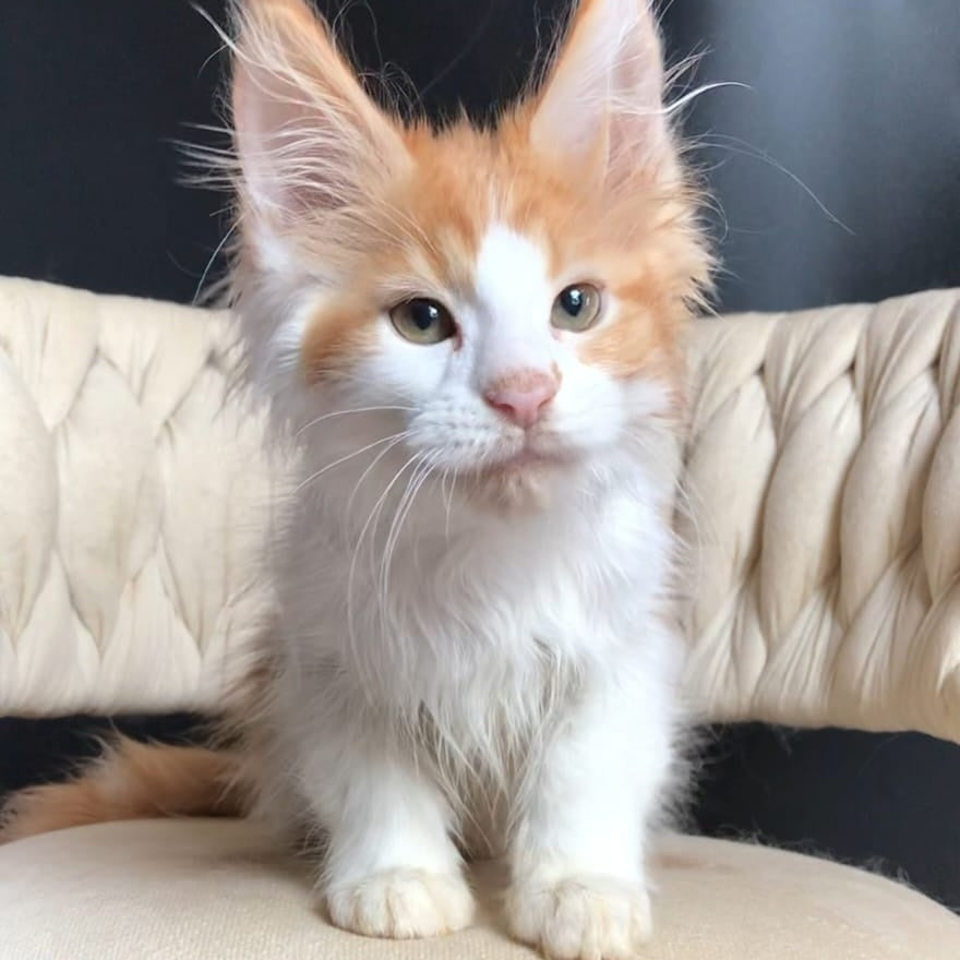 Zevs Maine Coon male, red tabby bicolour