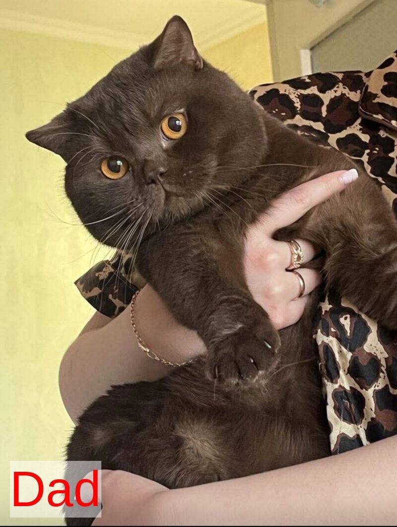 Mia British Shorthair female black bicolour - live animals