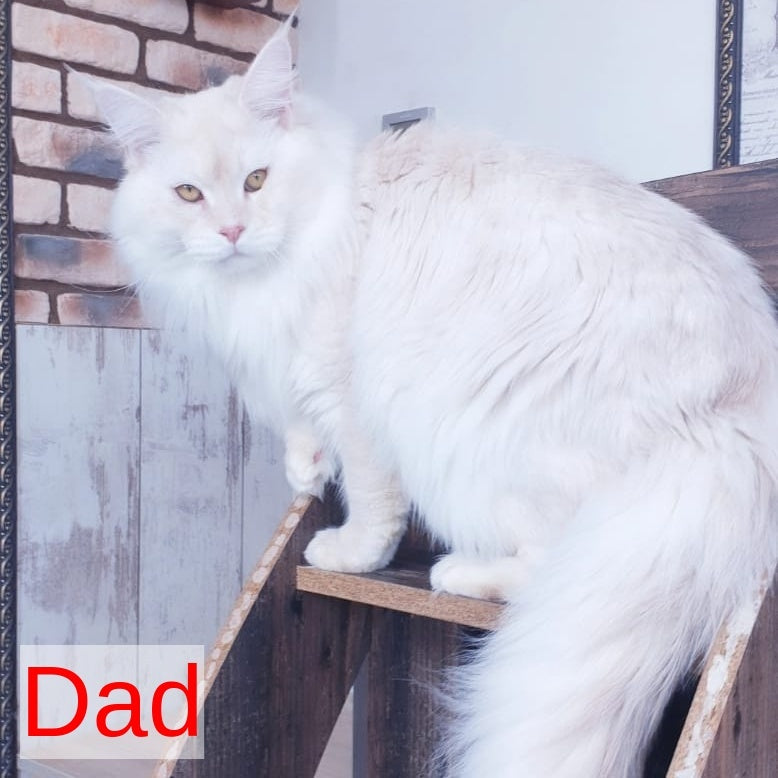 Hamilton Maine Coon male, cream ticked tabby