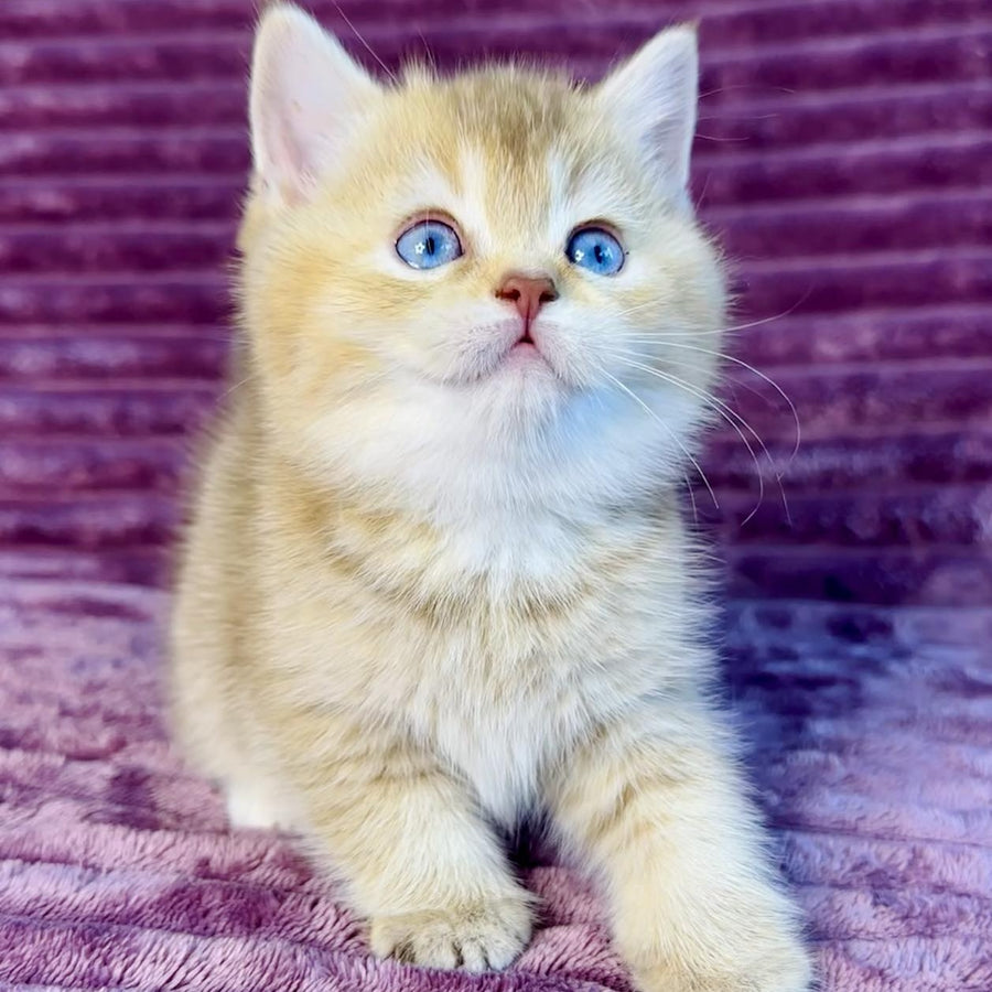 Eden British Shorthair female, cinnamon golden shaded with white