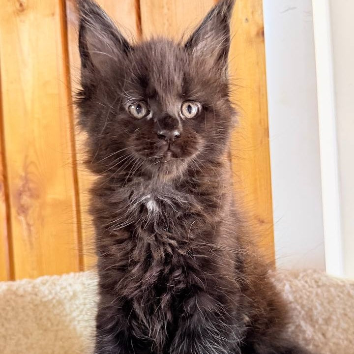 Olenna Maine Coon female, black with white