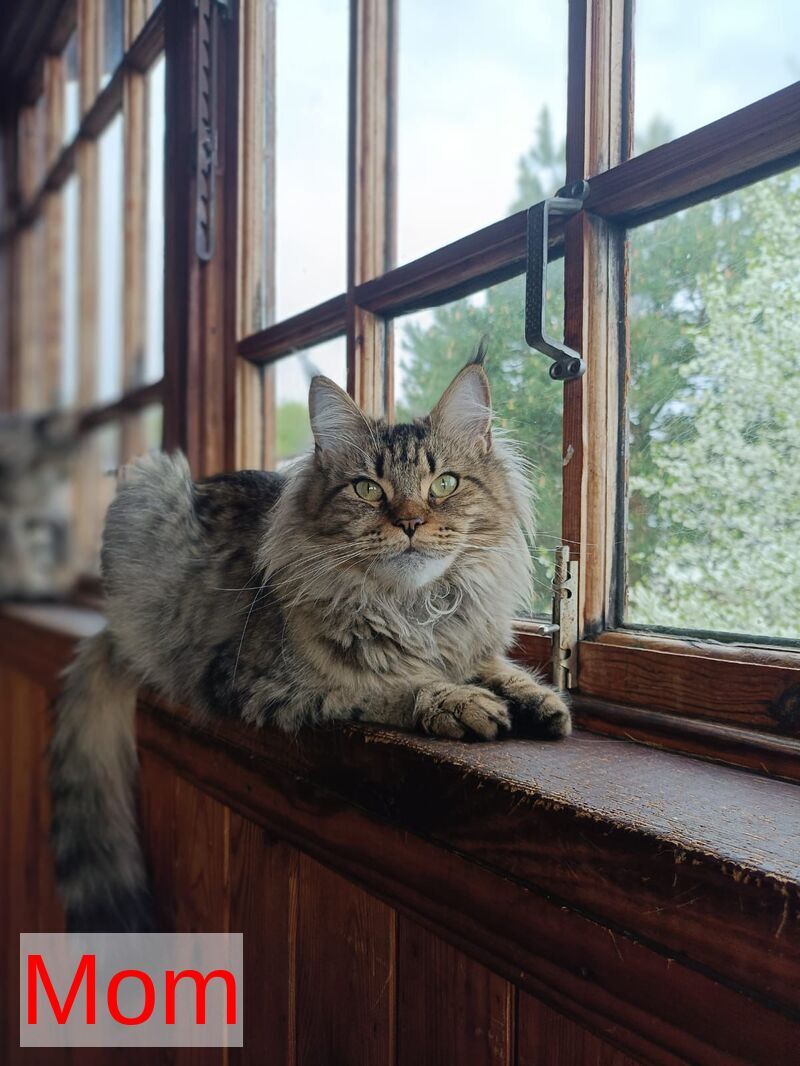 Rellisia Maine Coon female black tabby live animals