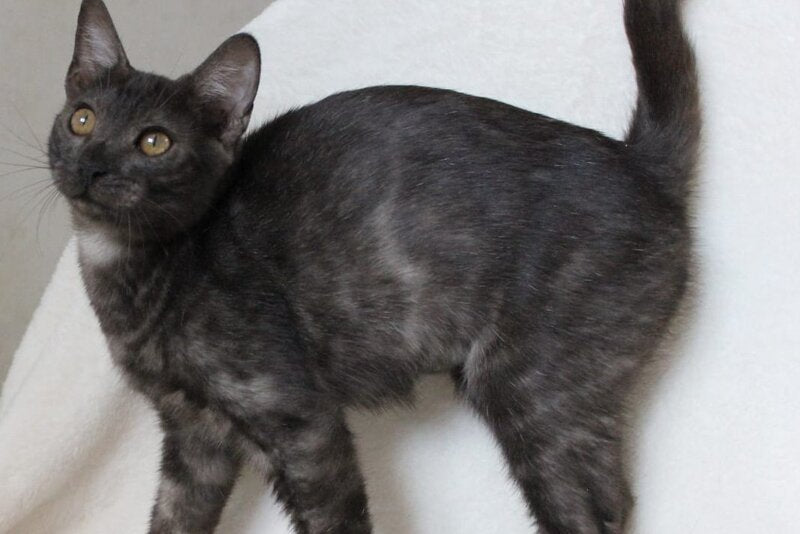 Ponti Bengal male, black silver