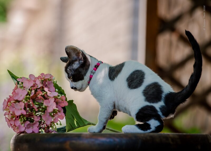 Lelya Devon Rex female, black harlequin