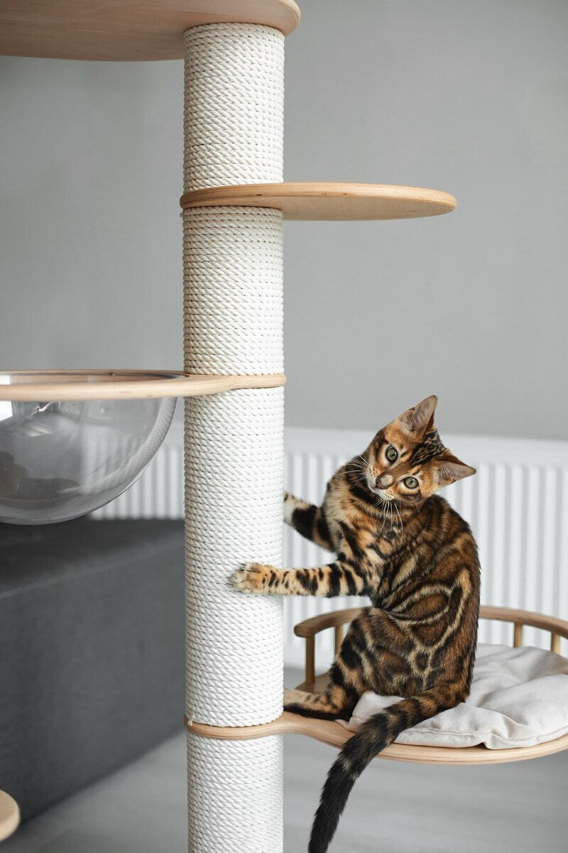 Jaime Bengal male black spotted tabby - live animals