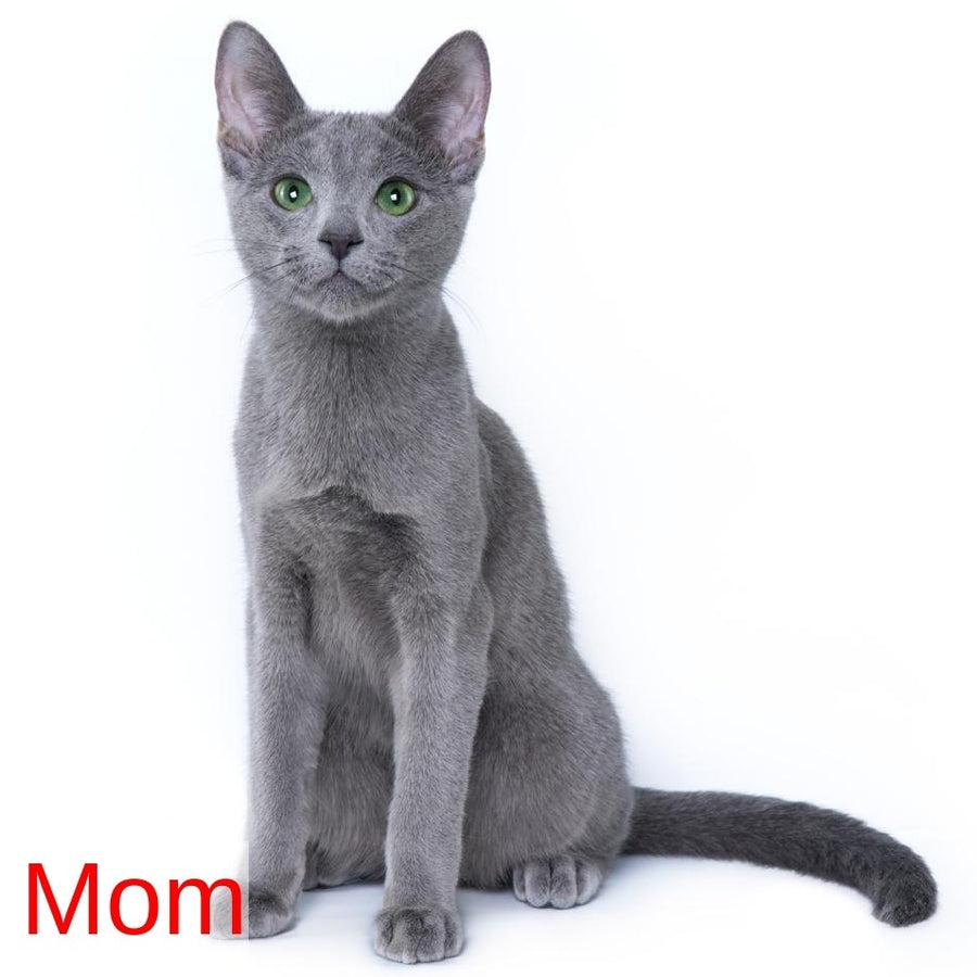 Frant Russian Blue male, blue