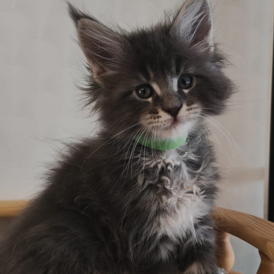 Cocos Maine Coon polydactyl 5x5x6x6 male, blue tabby