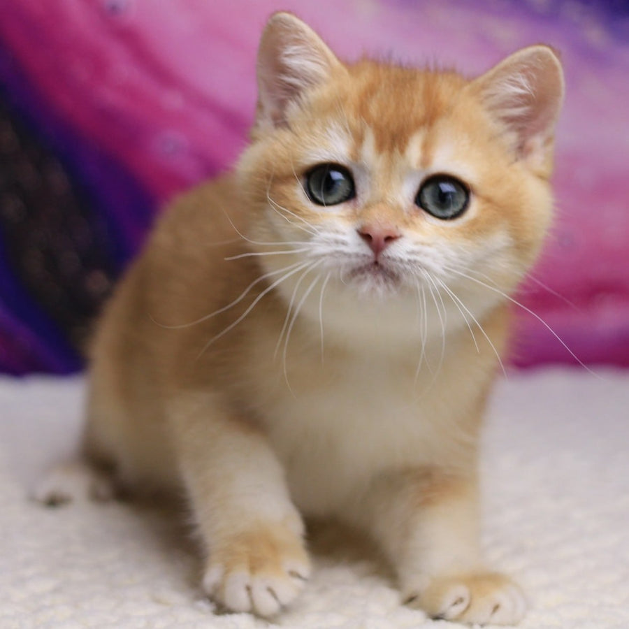 Unicum British Shorthair male, black golden chinchilla