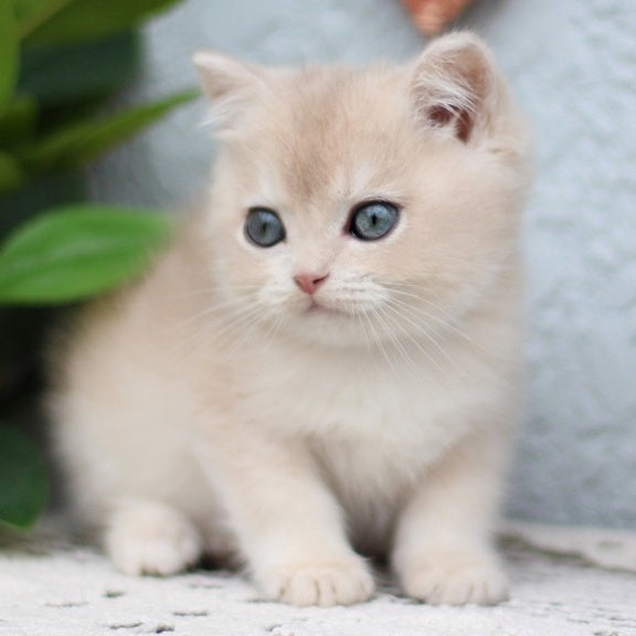 Chester British Shorthair male, blue golden shaded