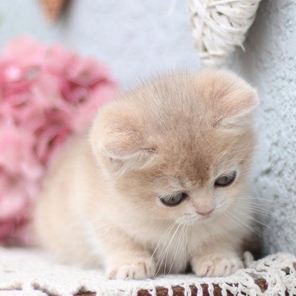 Cindy British Shorthair female, blue golden shaded