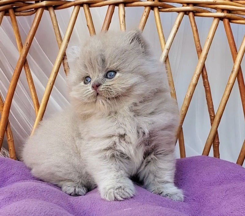 Winona British Longhair female, blue golden ticked tabby