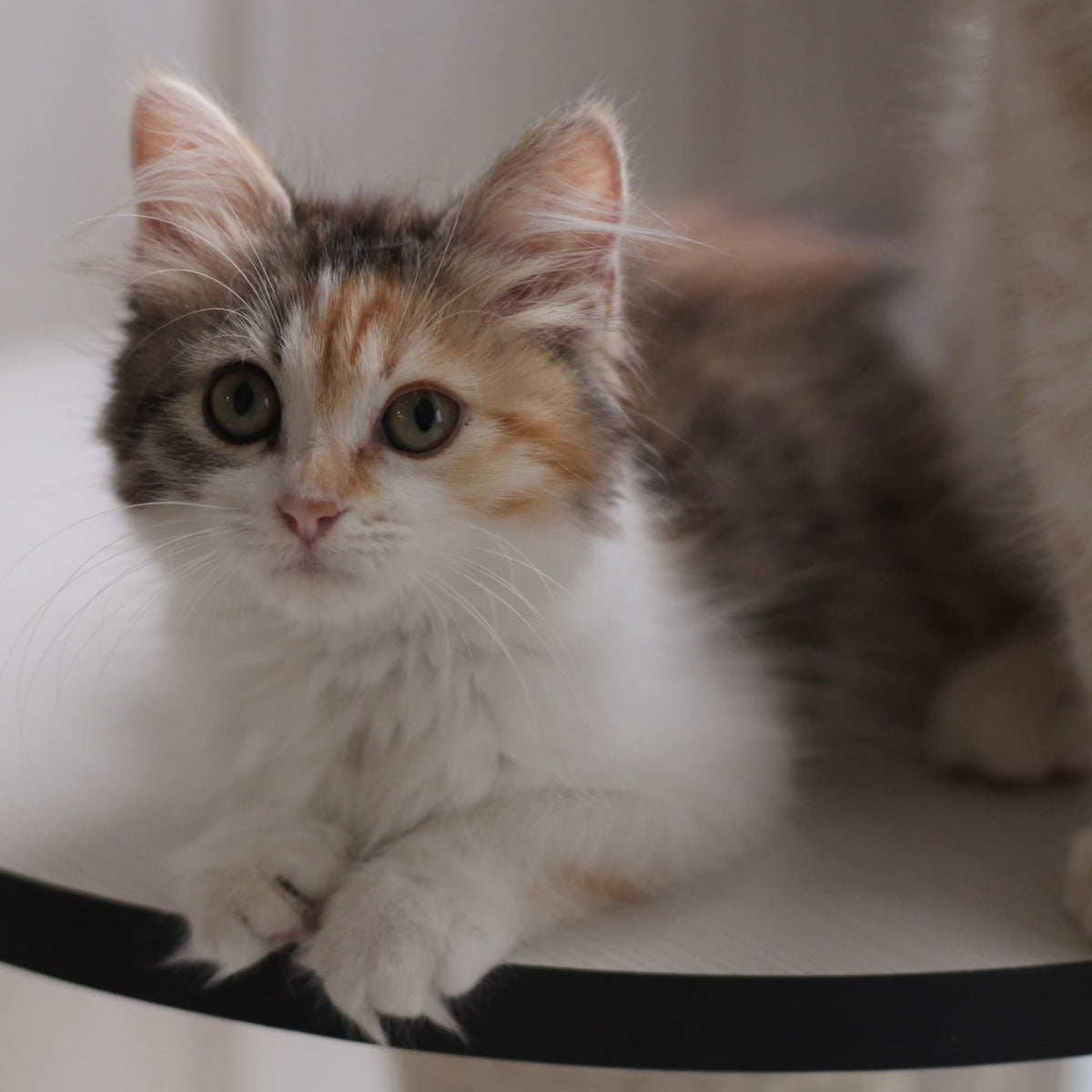 Kvetka Siberian female, black tortie tabby bicolour