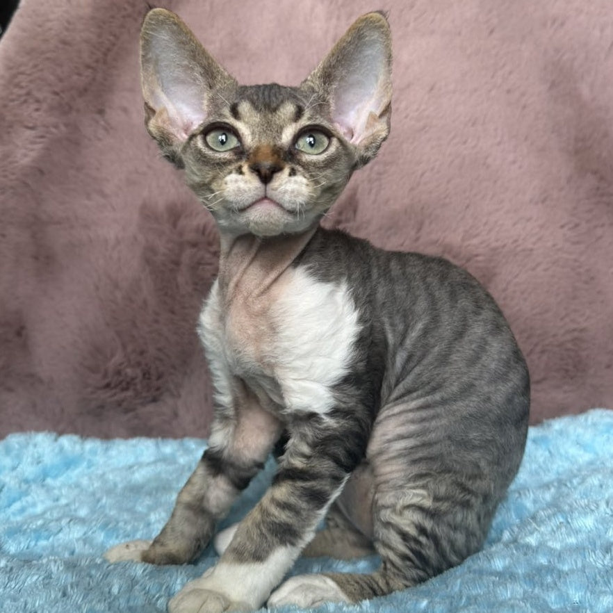 Xenon Devon Rex male, black tabby with white