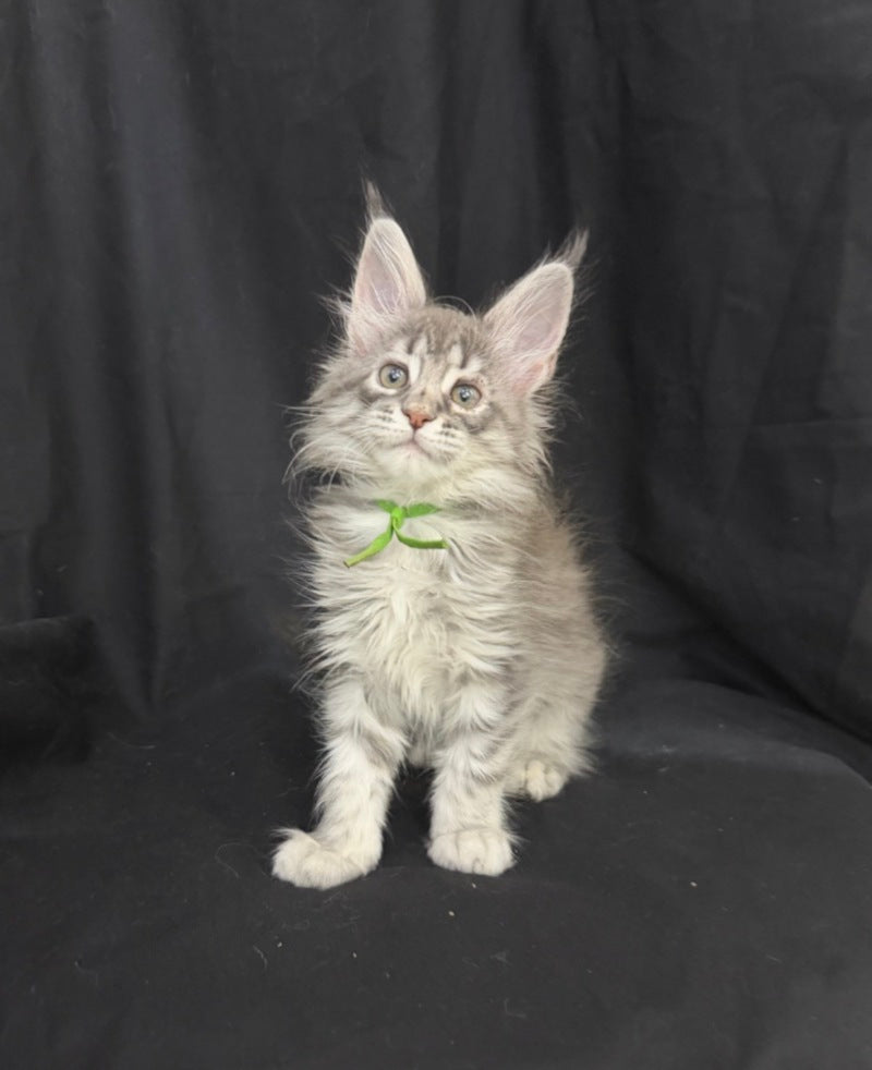 Zimba Maine Coon female, blue silver tabby