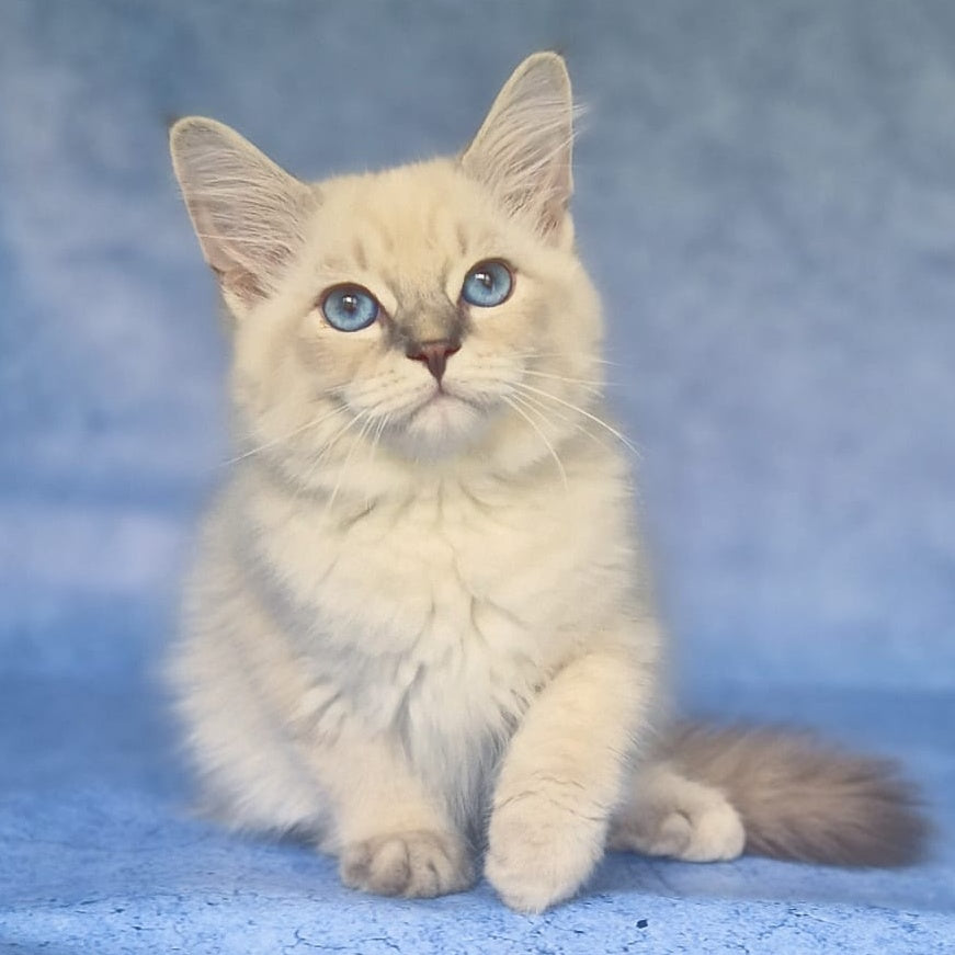 Fadey Siberian male, blue tabby pointed
