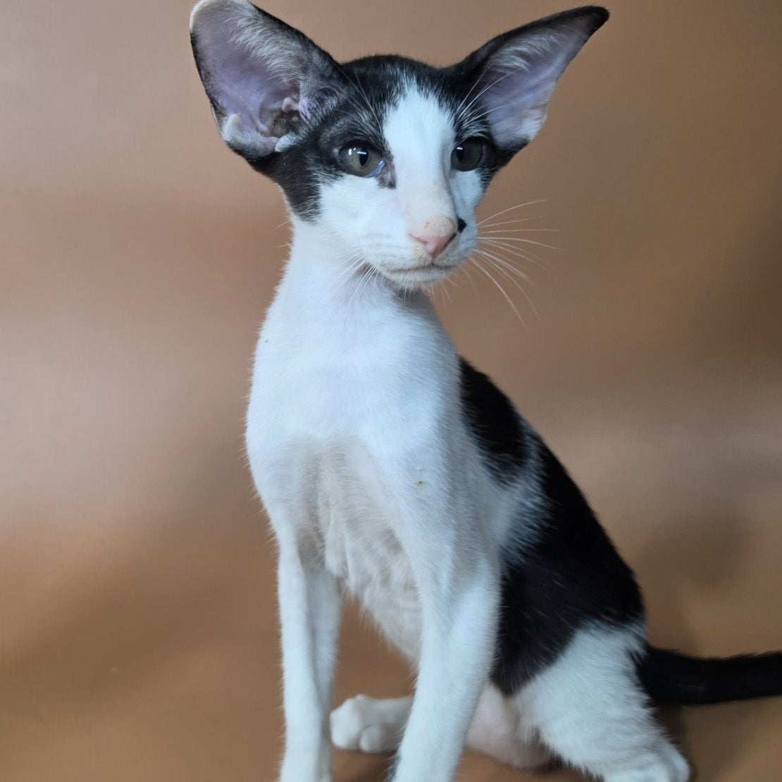 Asher Oriental Shorthair male, black bicolour