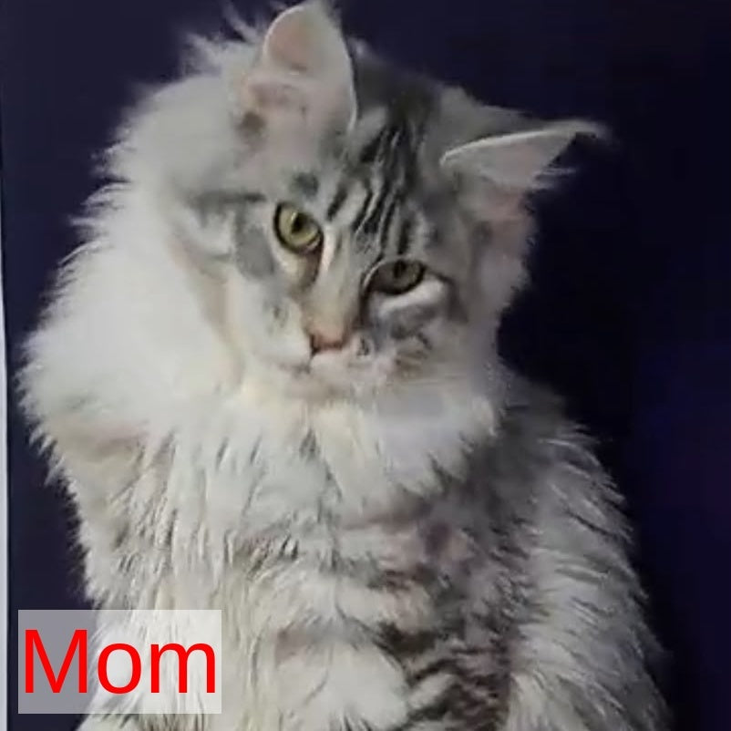 Ozzy Maine Coon polydactyl 6x6x6x6 female, black tortie tabby