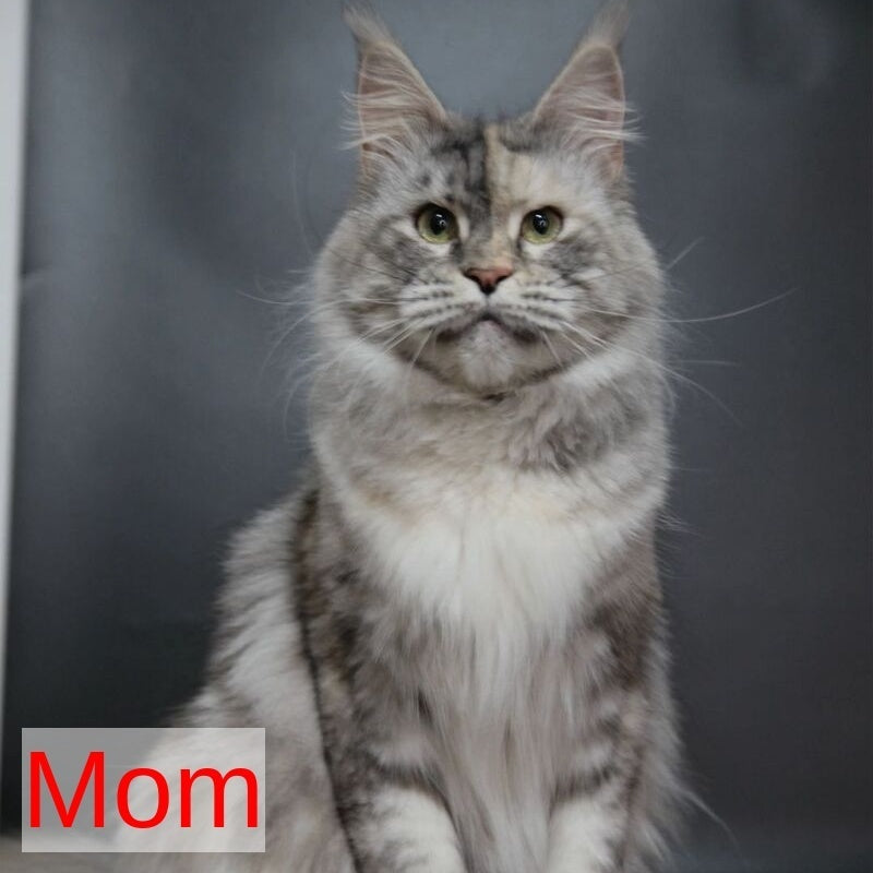 Rafaela Maine Coon polydactyl 6x6x6x6 female, black tortie tabby