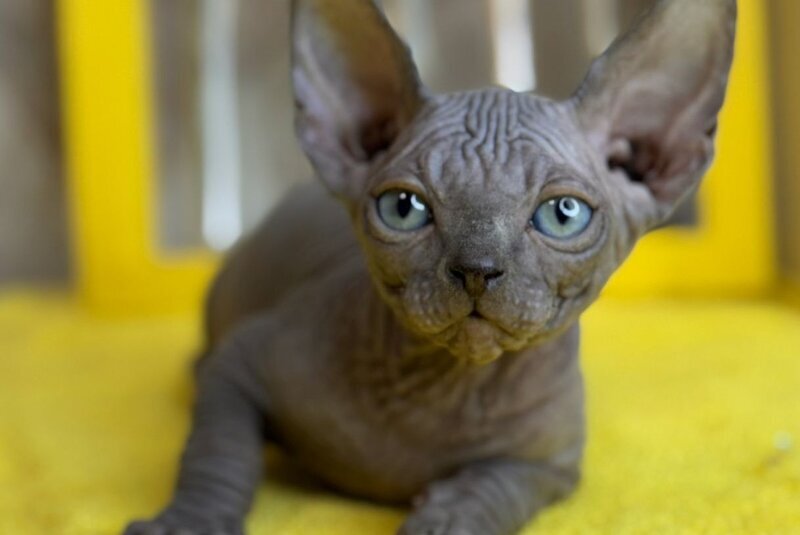 Gucci Canadian Sphynx male, blue
