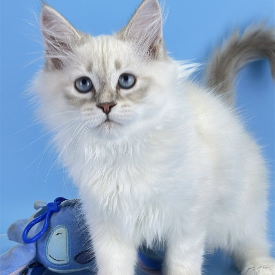 Xander Siberian male, blue tabby pointed