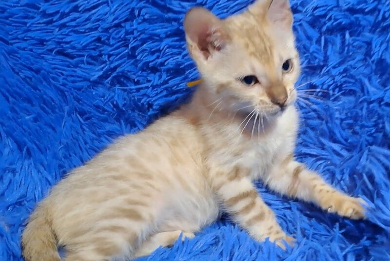 Kristen Bengal male, black spotted tabby pointed