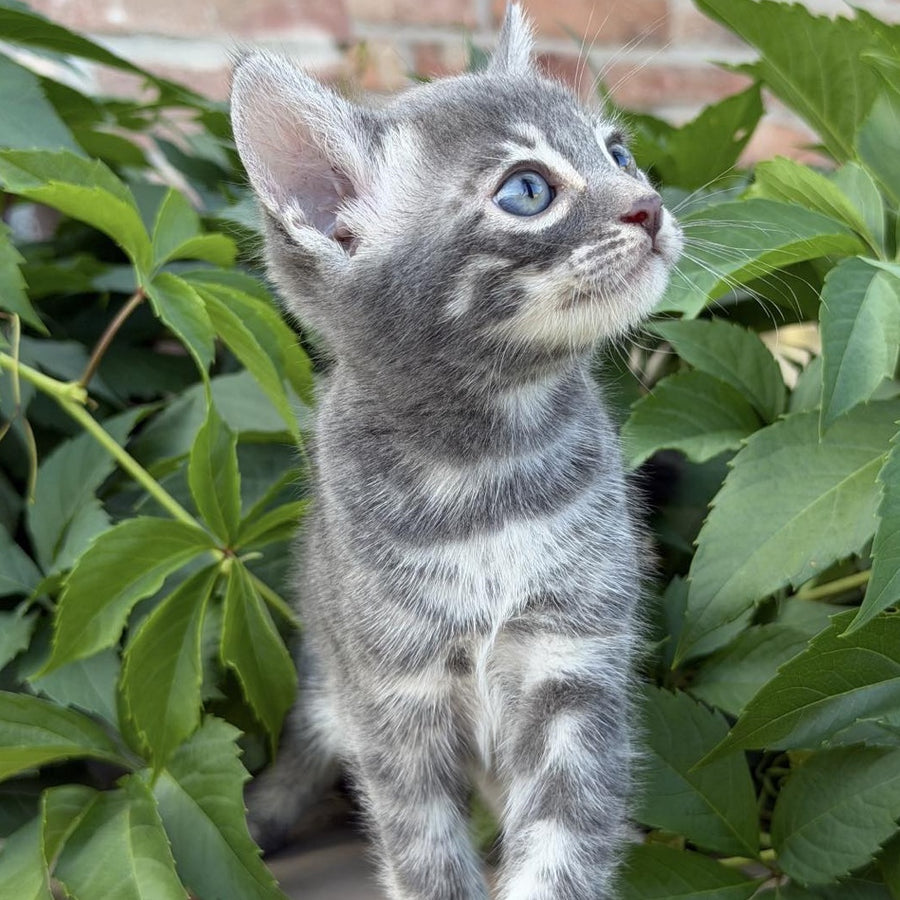 Cherruti Bengal male, blue silver spotted tabby