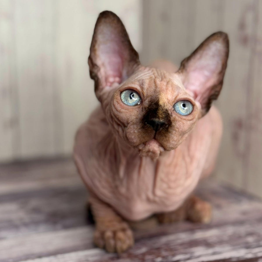 Alice Canadian Sphynx female, black tortie pointed