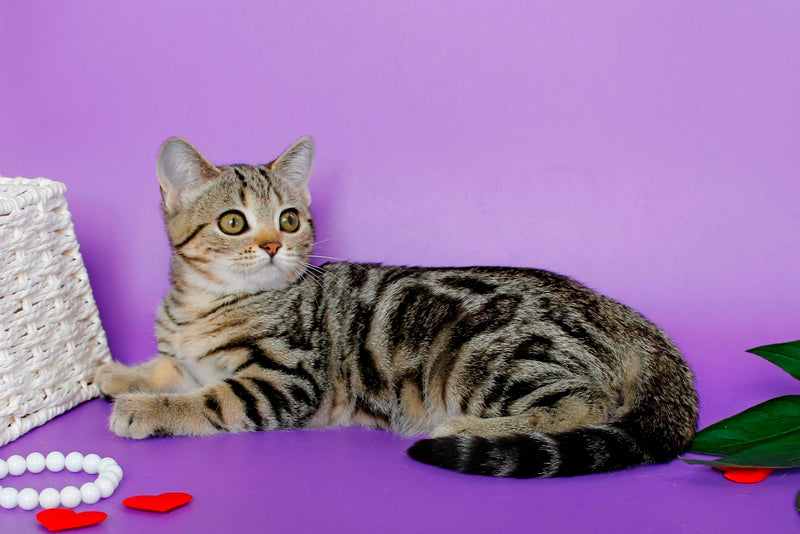 Kelly British Shorthair female, black silver tabby