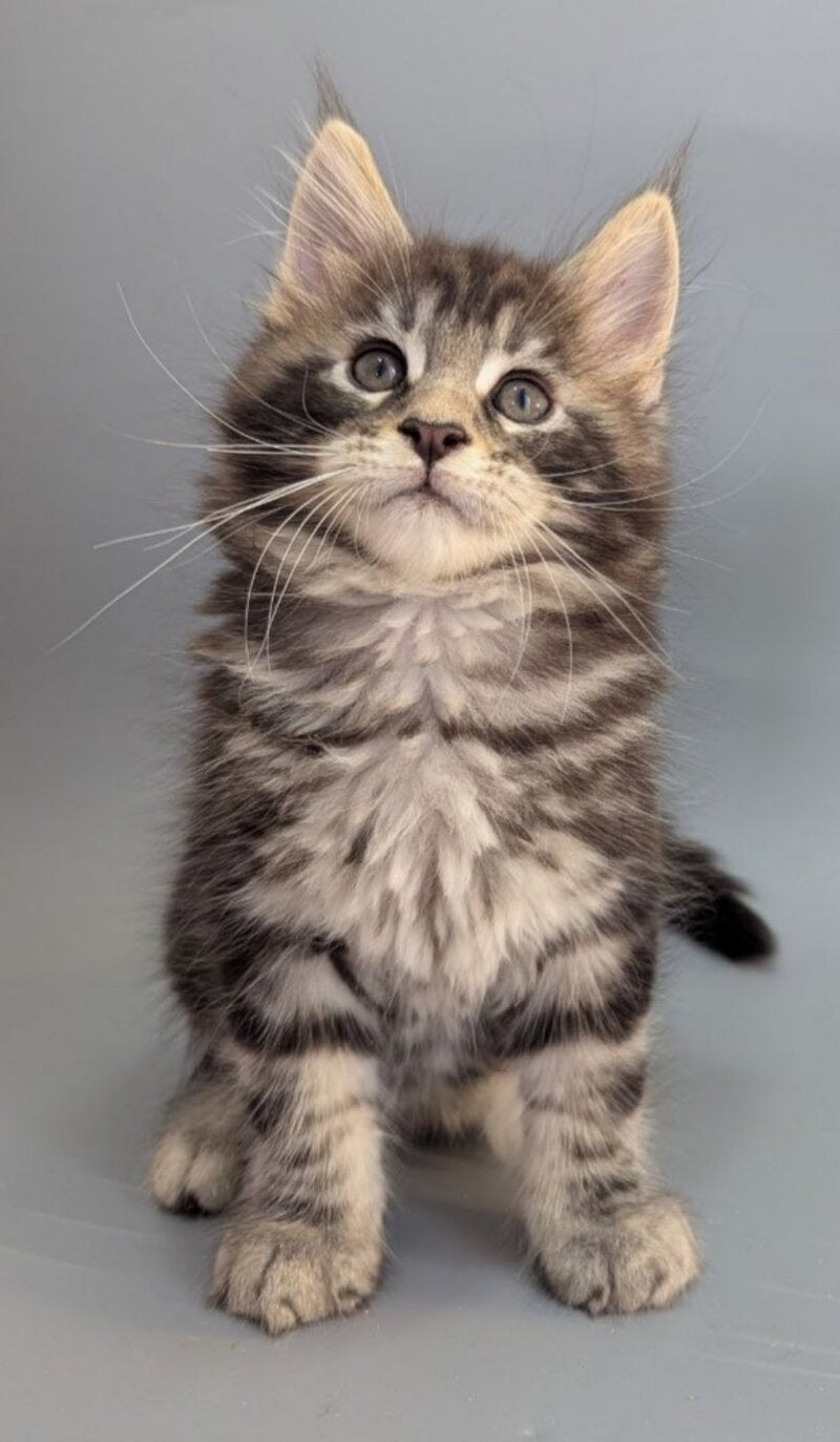 Hugo Maine Coon male black silver tabby - live animals