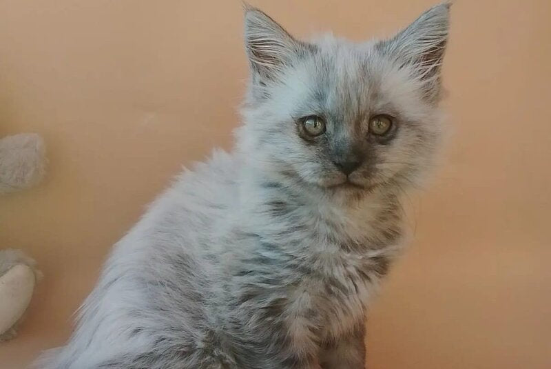 Egor Maine Coon male black silver - live animals