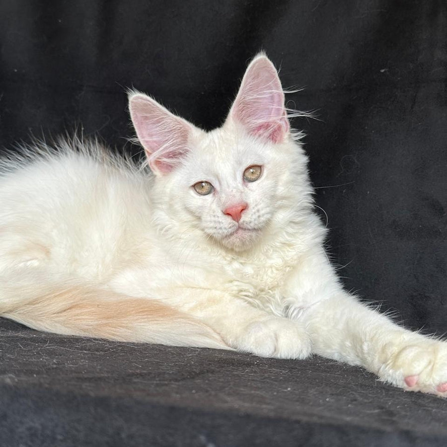 Juno Maine Coon male, red silver shaded