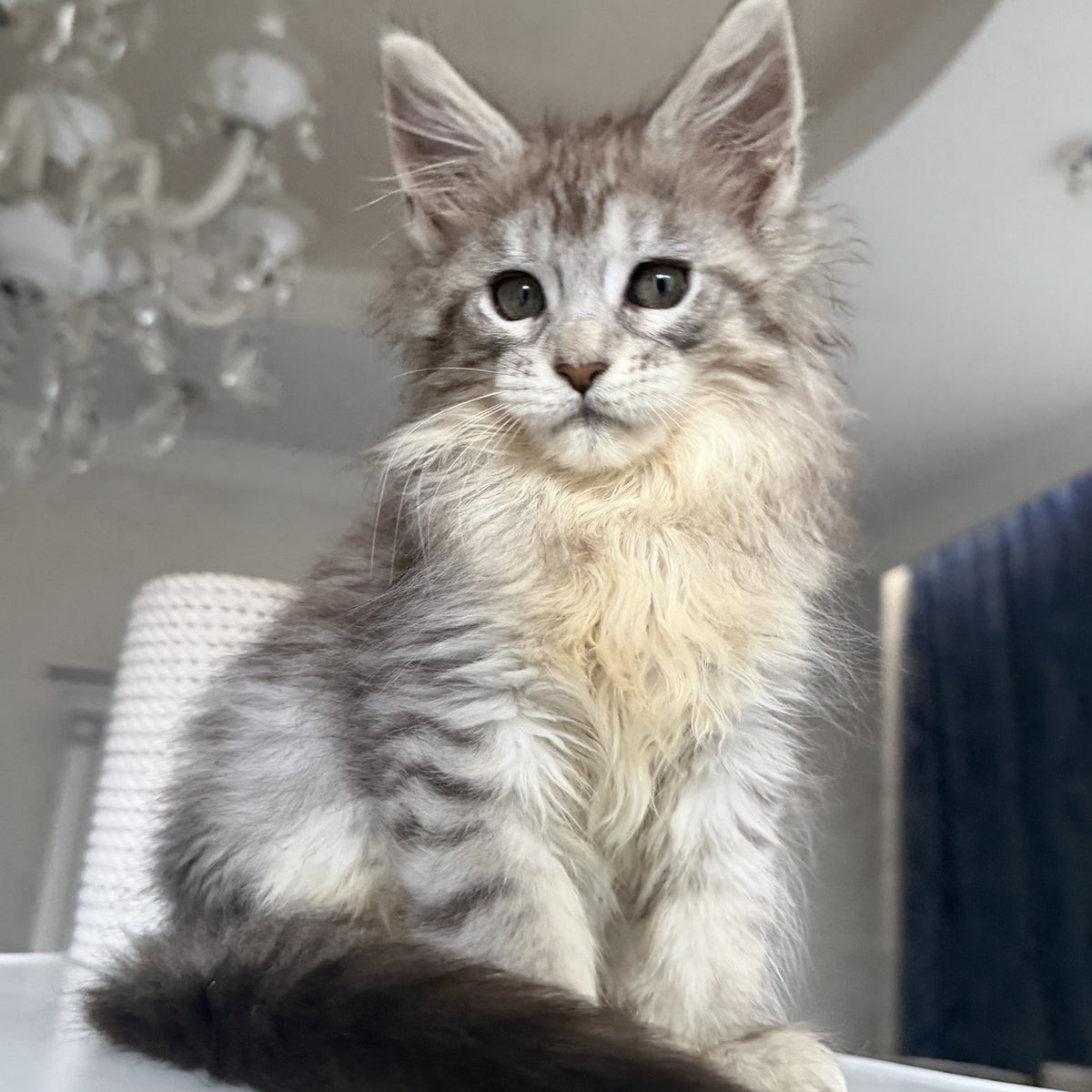 Evita Maine Coon female, black silver tabby