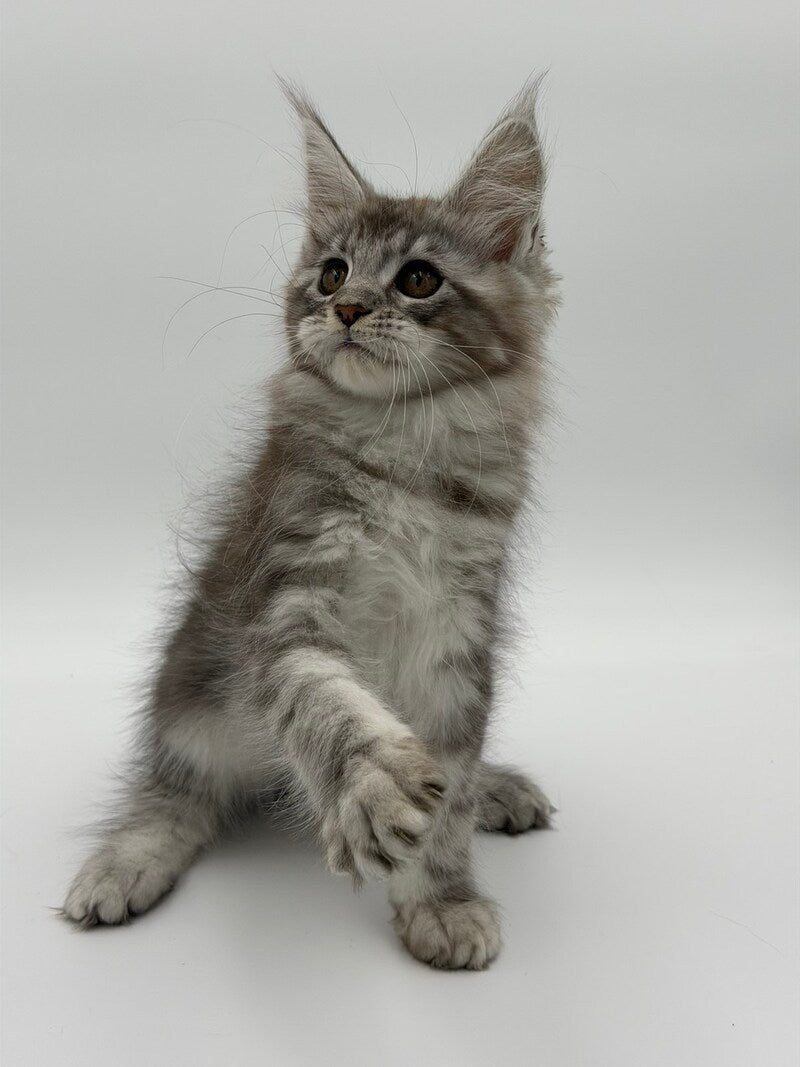 Kotello Maine Coon male black silver tabby - live animals