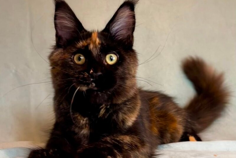 Magic Maine Coon polydactyl female, black tortie