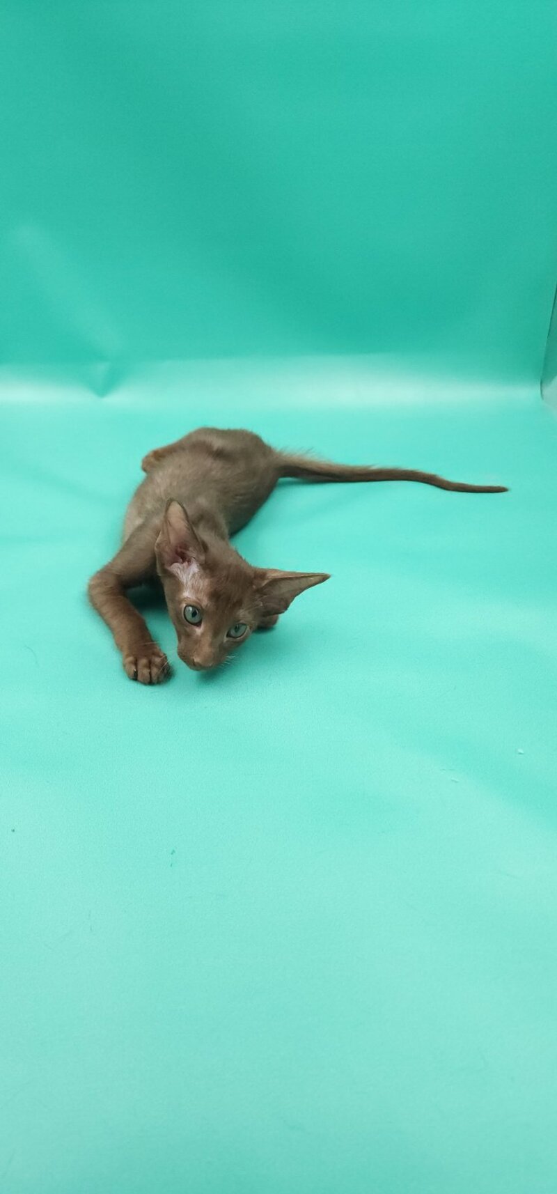 Sansay Oriental Shorthair male, chocolate