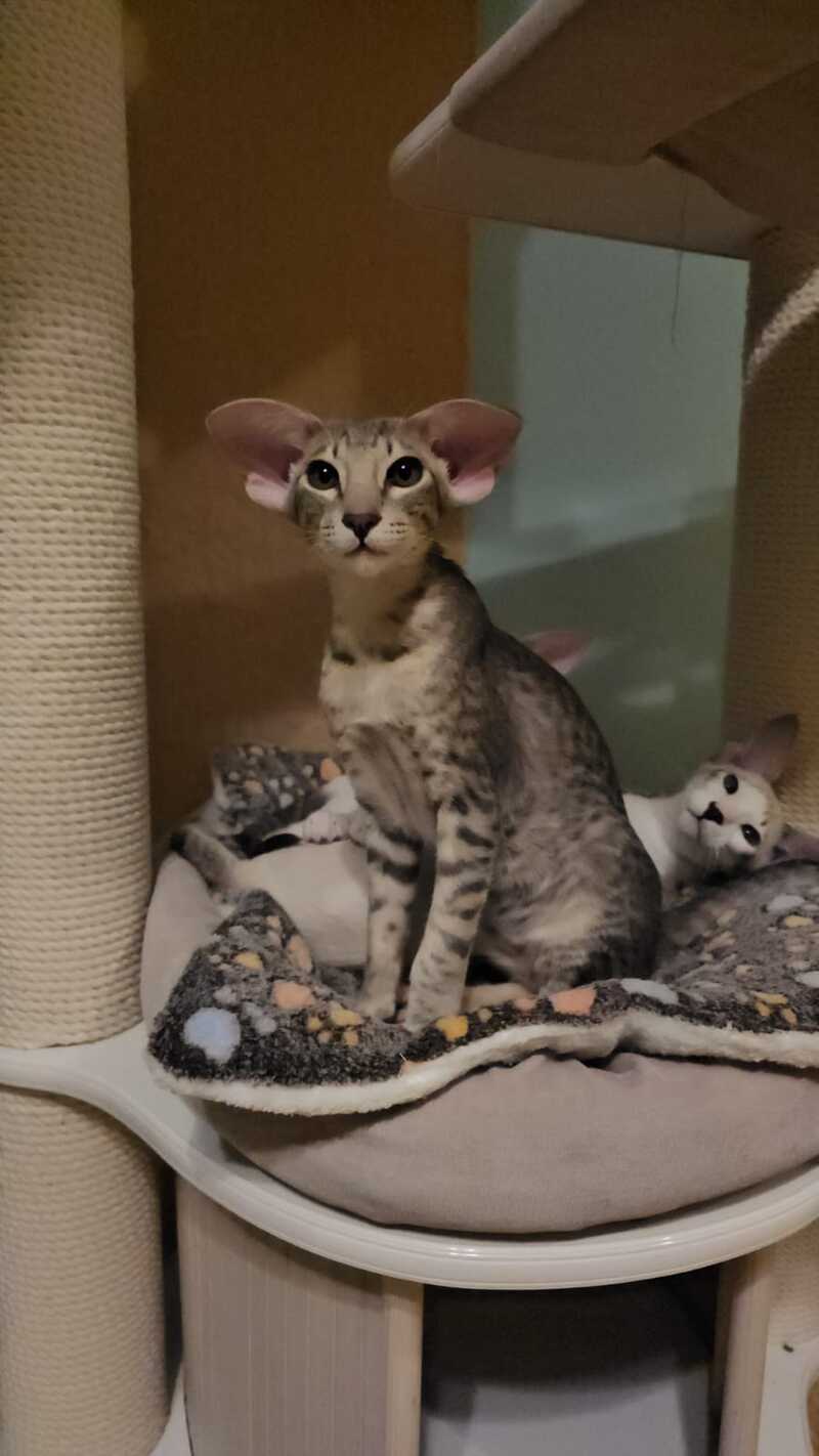 Richard Oriental Shorthair male blue spotted tabby - live animals