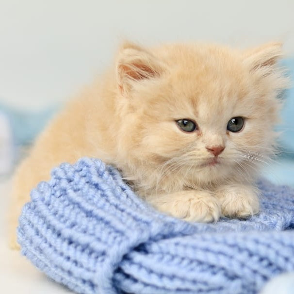 Perry British Longhair male, lilac