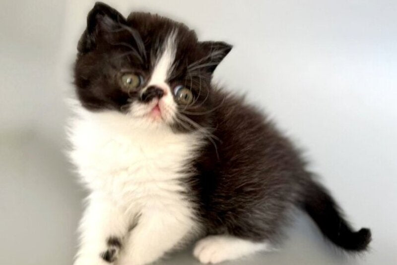 Havier Hoir Exotic male black bicolour - live animals