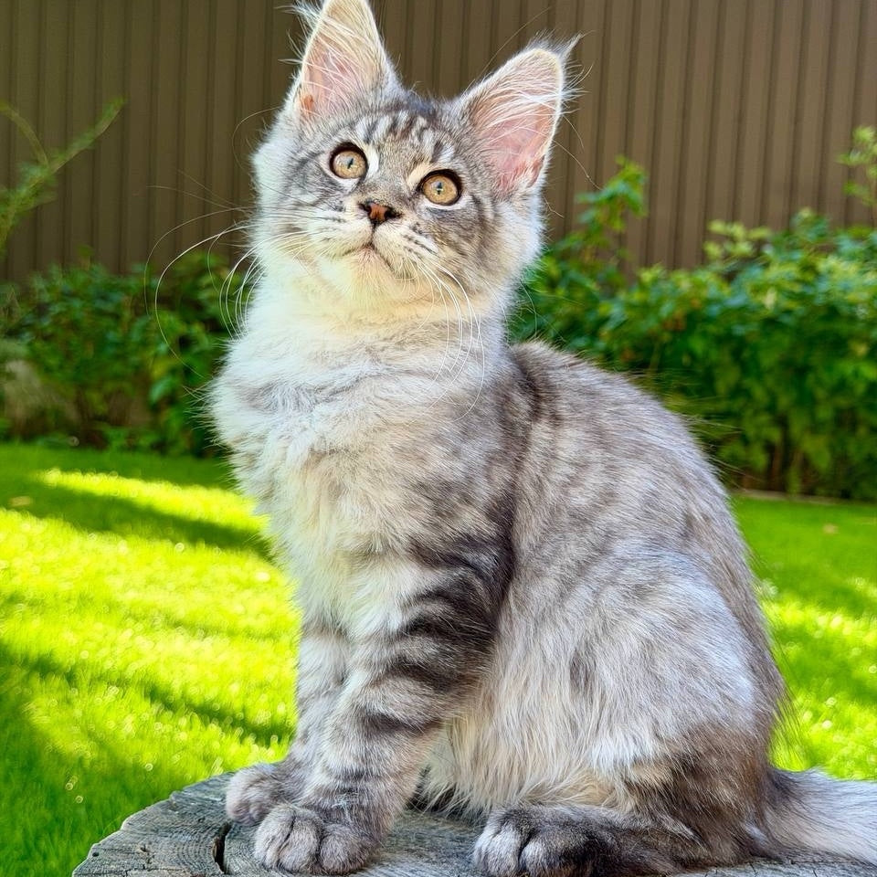 Nika Maine Coon female, black silver spotted tabby