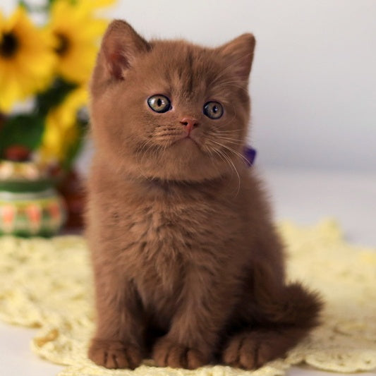 Martin British Shorthair male, cinnamon
