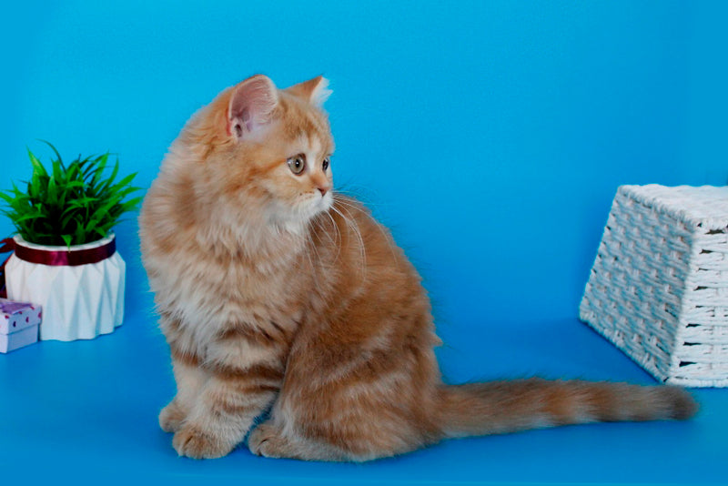 Lika Scottish Straight female, cinnamon tortie tabby