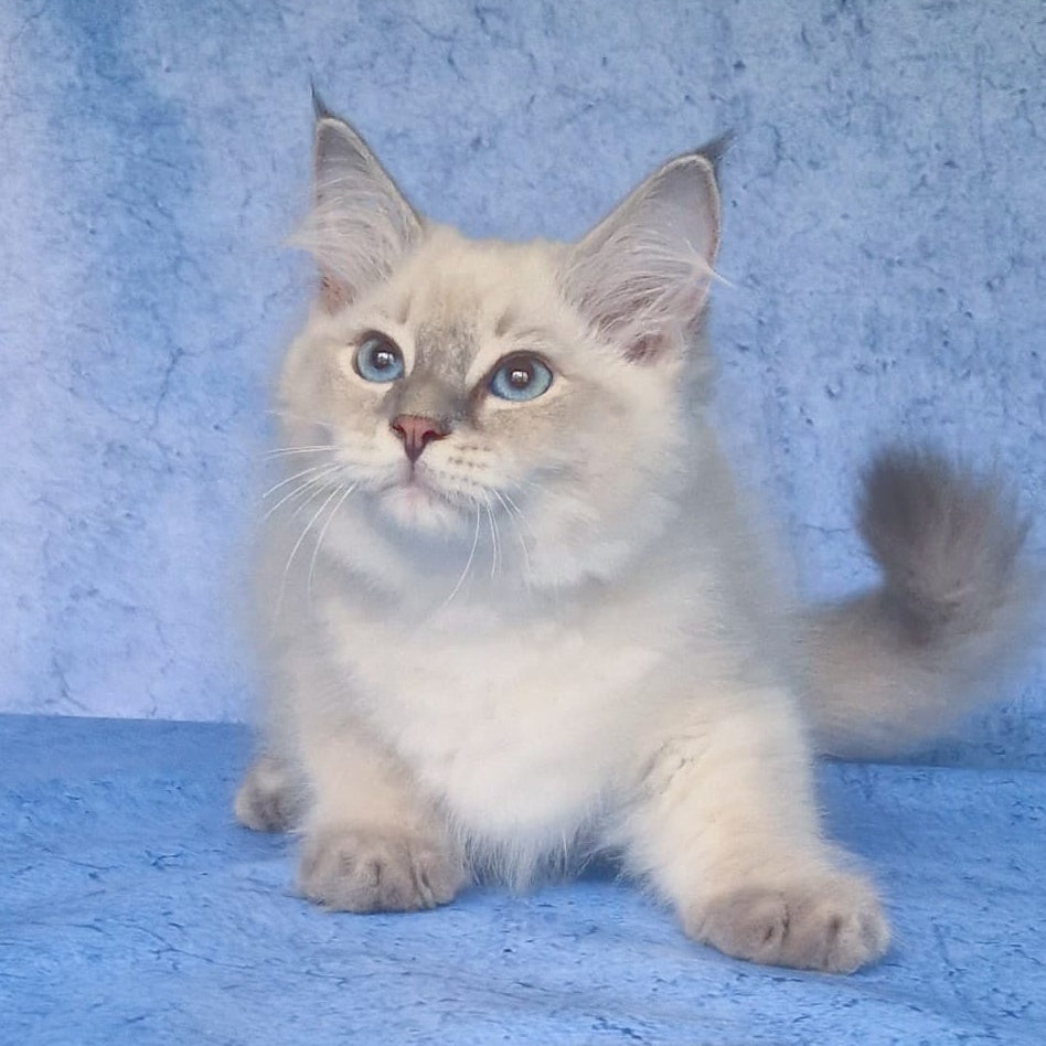 Felix Siberian male, blue tabby pointed