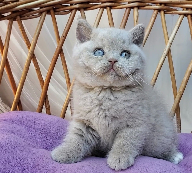 Xenon British Shorthair male, fawn