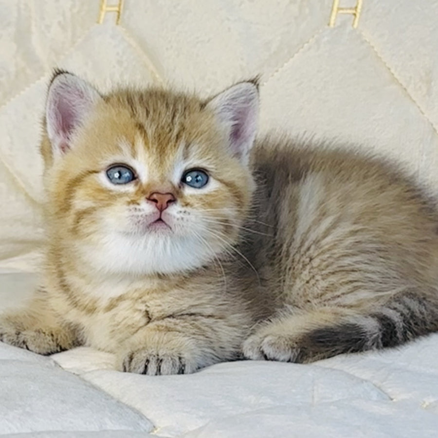 Grant British Shorthair male, chocolate golden spotted tabby
