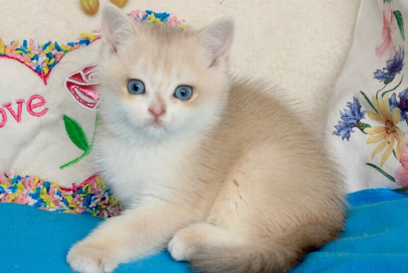 Venus British Shorthair male, blue golden chinchilla