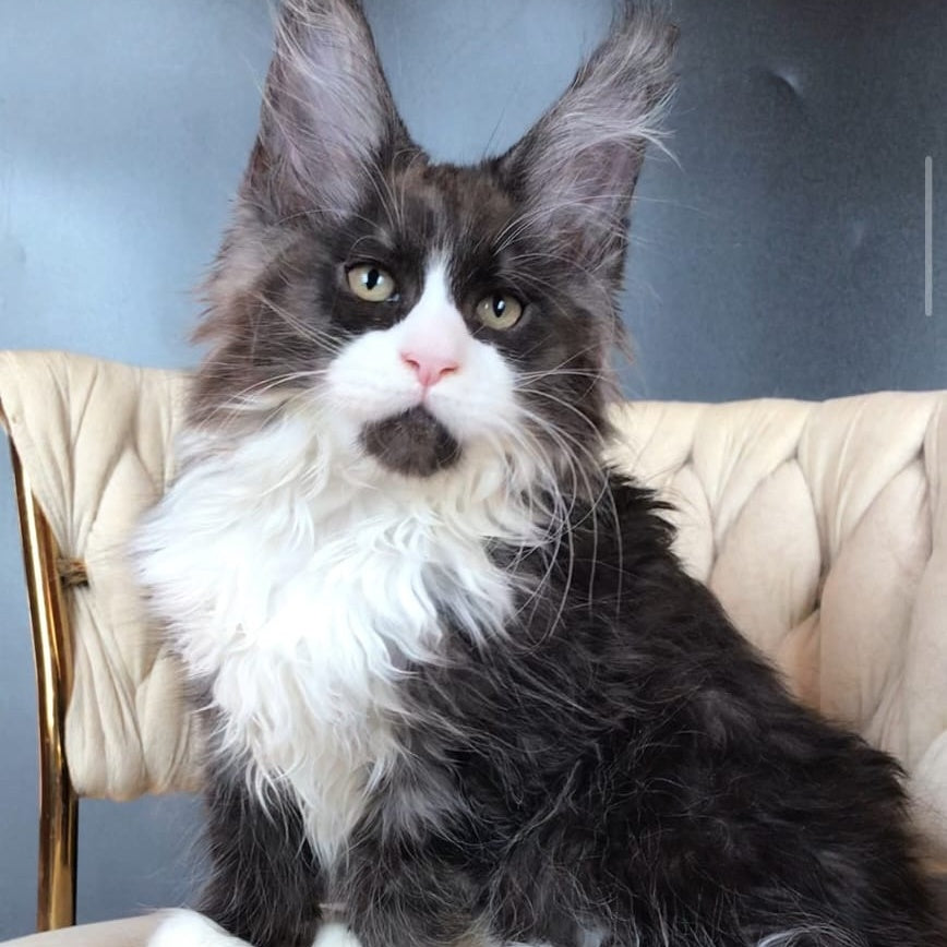 Emil Maine Coon male, black silver bicolour